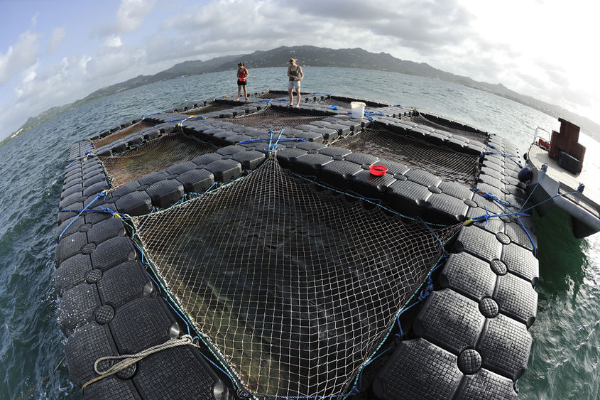 Aquaculture de l'ombrine ocellée