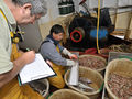 Travail des marins et des enquêteurs Ifremer lors d'une pêche à la langoustine sur un chalutier du Guilvinec (29)