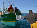 Transfert des bars du bateau de pêche vers le bateau hôpital lors de la campagne Bargip, Saint-Quay-Portrieux, 2014