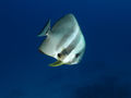 Platax teira (poisson de la famille des éphippidés) au large des Seychelles