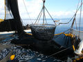 Salabarde permettant l'embarquement du poisson après un coup de senne au large des Seychelles